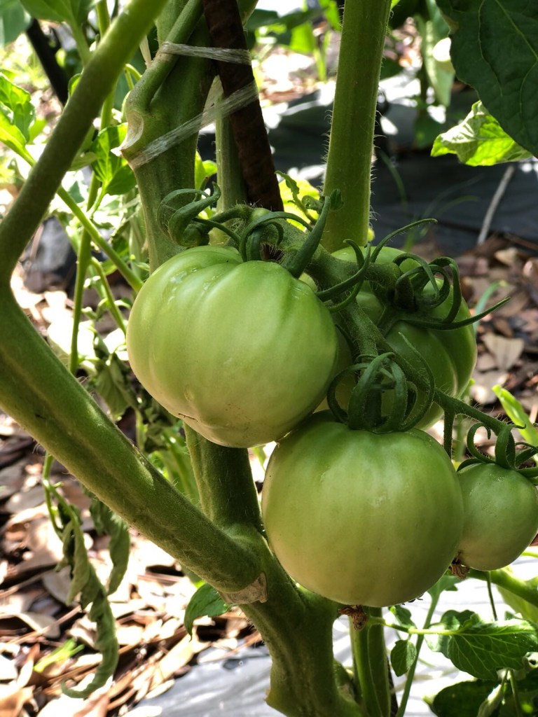 green tomatoes on the vine